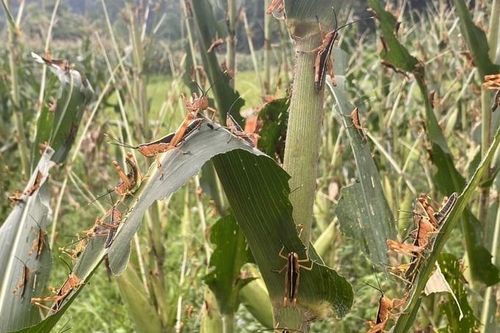 Châu chấu tre gây hại tại nhiều tỉnh, không loại trừ ảnh hưởng đến Hà Nội