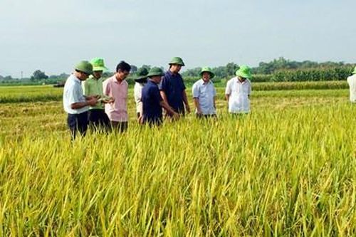 Những mùa vàng ở xứ Thanh