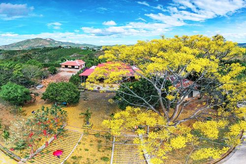 Sẽ có thành phố hoa phượng vàng