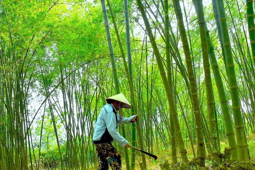 Nghệ An triển khai kế hoạch phát triển giá trị đa dụng của hệ sinh thái rừng