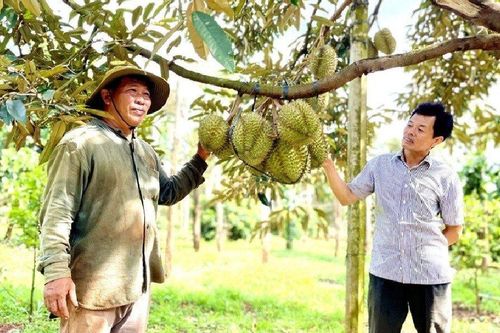 Gia Lai: Hiệu quả từ mô hình trồng sầu riêng theo tiêu chuẩn VietGAP