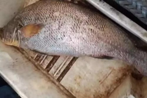 Bắt được con cá vàng, người đàn ông bán với giá 6,4 tỷ đồng