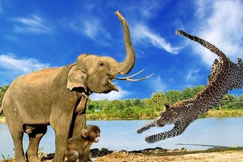 Clip: Kịch tính hơn cả phim hành động, đàn voi liều mình giải cứu khỉ con khỏi móng vuốt báo đốm