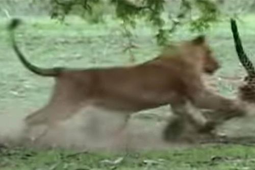 Clip: Khi kẻ đi săn bị săn bởi 'chúa tể của muôn loài'