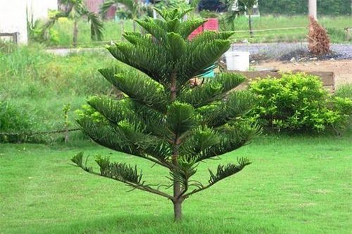 Trồng cây trước nhà không đúng cách, vận xấu bủa vây khiến tài lộc, sức khỏe cả nhà hao tổn