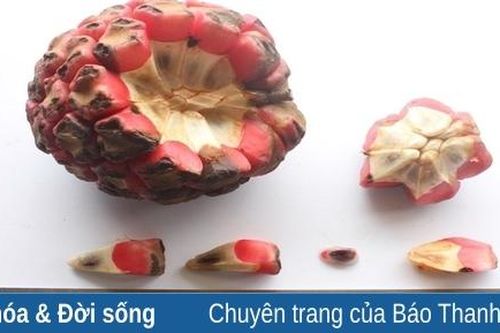 Bảo tồn và phát triển nguồn gen dược liệu na rừng