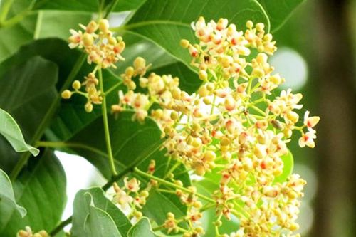 Hoa xà cừ
