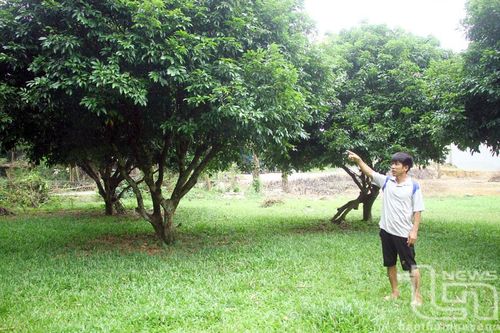 Vải thiều và điệp khúc 'mất mùa - được giá'