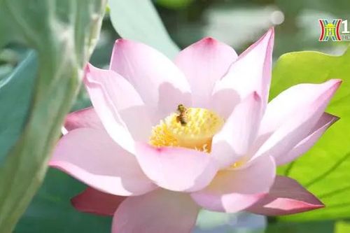 Đẹp nao lòng mùa sen tháng 6 ở Hà Nội