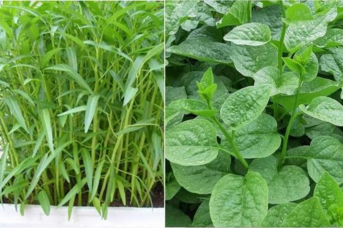 5 loại rau mùa hè chỉ cần cắm cành xuống đất là phát triển tươi tốt