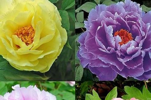 Ý nghĩa phong thủy của hoa Mẫu đơn, hoa Mẫu đơn có dâng cúng trên ban thờ được không?