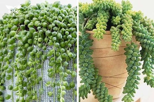 Cây cảnh sen đá hạt ngọc mang phúc lộc vào nhà, đẹp hút mắt