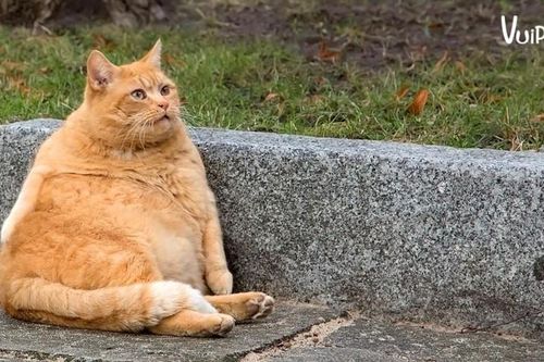 Thì ra phần bụng lắc lư của mèo không phải mỡ