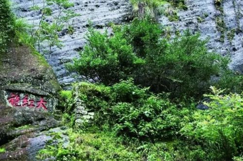 Những điều chưa biết về loại lá cây 'đắt hơn vàng ròng'