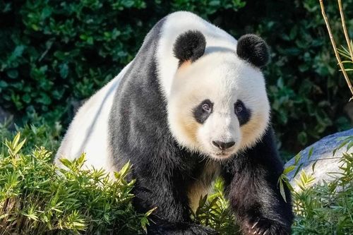 Trung Quốc sẽ thay thế cặp gấu trúc khổng lồ ở Australia