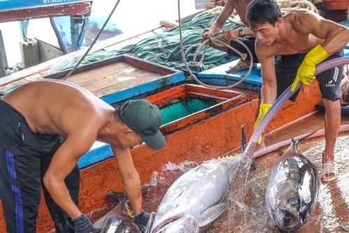 Xem ngư dân xuất bán cá ngừ 40-50 kg vừa đánh bắt từ Trường Sa