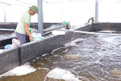 Nông dân Nghệ An làm nhà lưới chống nóng cho tôm