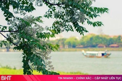 Hoa xoan đâu thoang thoảng