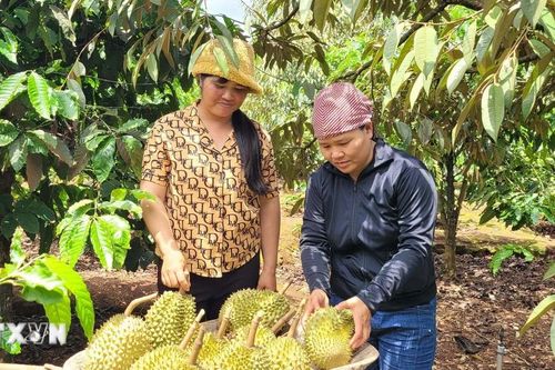 Gia Lai: Xây dựng vùng chuyên canh cây trồng gắn với chỉ dẫn địa lý