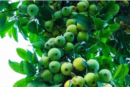 Loại quả chua từng mọc dại đầy đường giờ là đặc sản 'hiếm có khó tìm', giá đắt gấp 4 lần sấu