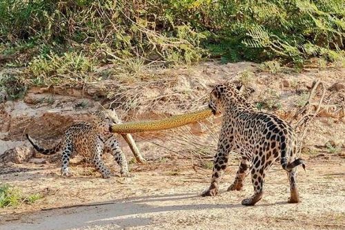 Clip: 'Quái thú' khổng lồ Anaconda trở thành trò chơi kéo co của mẹ con nhà báo đốm