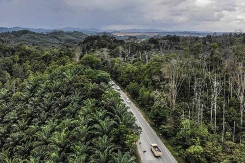 Indonesia lên kế hoạch xây thành phố sinh thái