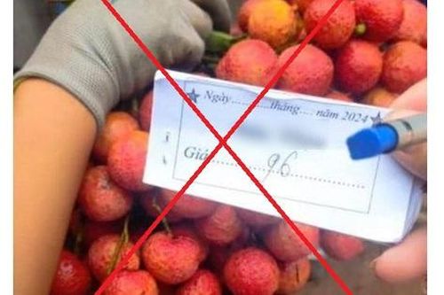 Sự thật về giá vải ở Lục Ngạn cao kỷ lục, có thời điểm lên đến 96.000 đồng/kg