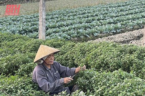 Trồng rau gia vị cho hiệu quả kinh tế cao