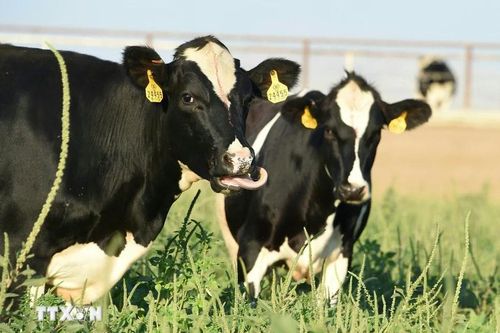 Nhật Bản tiêu hủy hơn 70 tấn sữa nguyên liệu bị lẫn chất tẩy rửa
