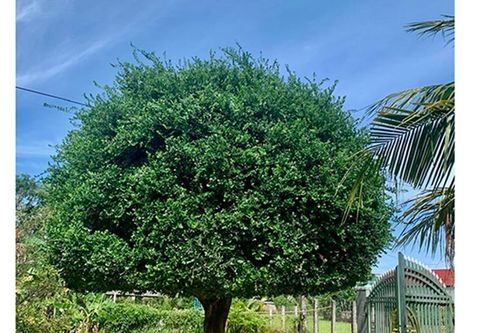 'Cây duối là cây duối ơi'