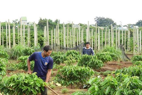 Nông dân Ia Grai thi đua sản xuất kinh doanh giỏi