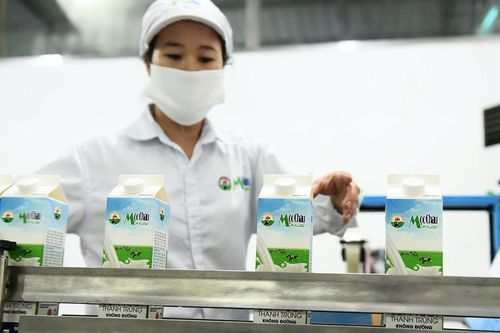 Cổ phiếu MCM của Mộc Châu Milk chốt ngày chào sàn HoSE