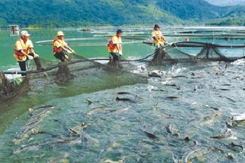 Đầu tư công nghệ và vốn để phát triển nuôi cá nước lạnh