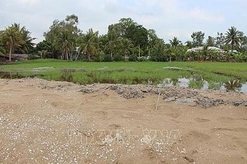 Báo cáo Thủ tướng vụ lúa chết do sử dụng cát biển làm đường cao tốc