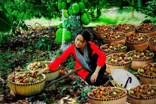 Khai mạc Lễ hội mùa trái chín 2024 với chủ đề 'Lái Thiêu mùa hẹn'
