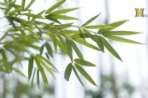Hàng trúc xanh bên hồ Trúc Bạch