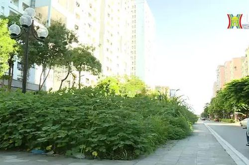 Cỏ dại lút đầu người che lấp dải phân cách