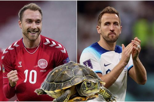 Rùa tiên tri dự đoán EURO 2024 hôm nay 16/6: Anh, Đan Mạch hưởng niềm vui