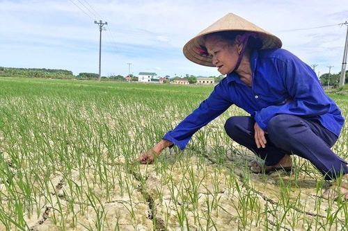 Hà Tĩnh: ứng phó với nguy cơ hạn hán trên cây trồng