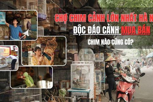 Ấn tượng chợ bán chim theo phiên lớn nhất Hà Nội