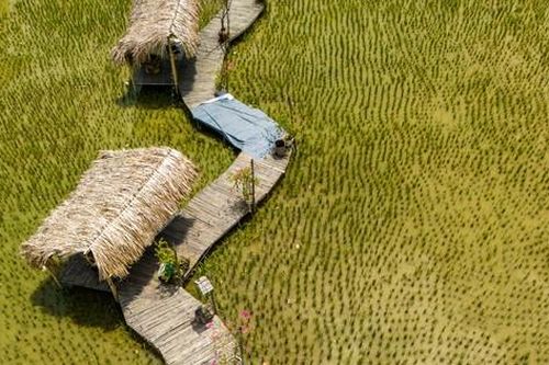 Quán cà phê giữa cánh đồng sau vụ thu hoạch lúa