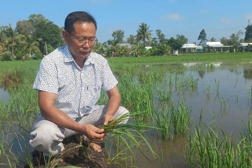 Hậu Giang: Độ mặn nước trong ruộng gần Dự án đường cao tốc Bắc - Nam tới 6,6‰