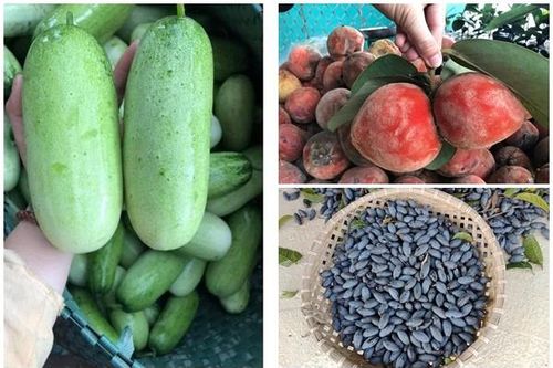 3 loại quả xưa không ai biết giờ dân phố 'mê mệt' săn lùng
