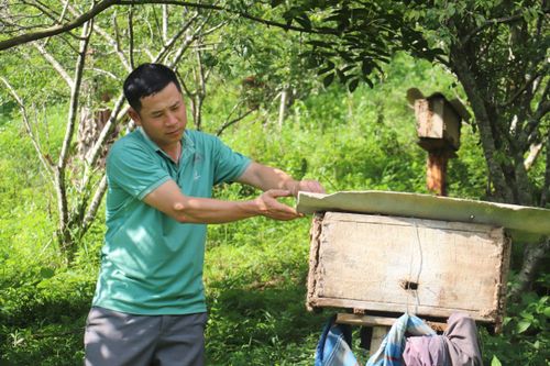 Làm giàu từ mô hình nuôi ong lấy mật ở Điện Biên