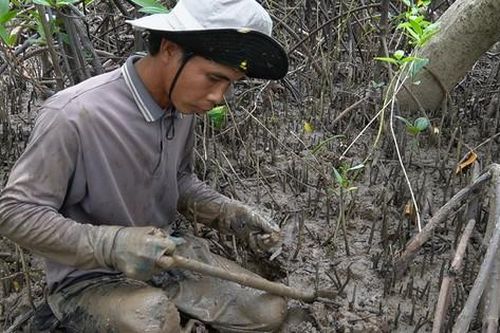 Lội bùn săn chem chép kiếm nửa triệu mỗi ngày
