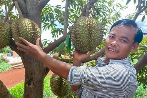 Người đàn ông trồng quả toàn gai trên khu đất cằn ở Gia Lai, thu 15 tỷ đồng/năm