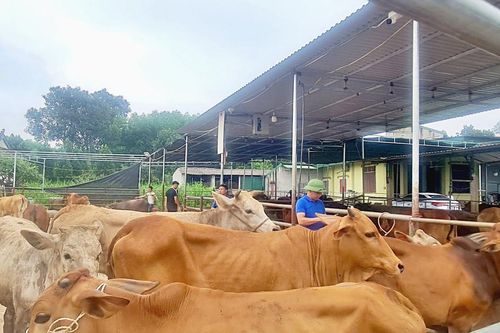 Giá trâu bò tăng nhẹ, người chăn nuôi vẫn chưa mặn mà