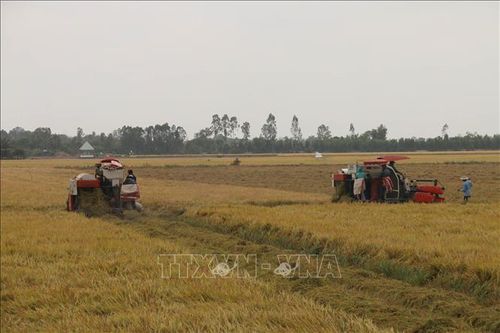 Thu hoạch dứt điểm lúa Xuân Hè để tránh nguy cơ mưa bão