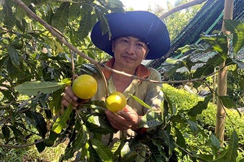 Giá nông sản 17/6: Vải thiều cuối vụ tăng cao, vú sữa Hoàng Kim năng suất