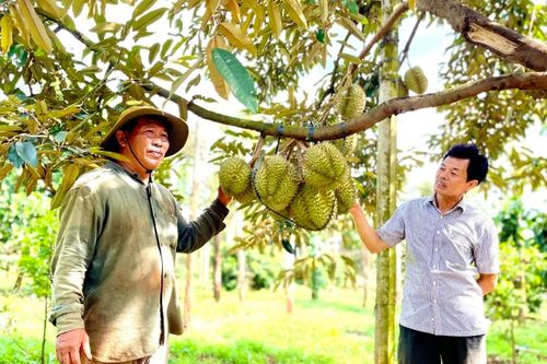 Trồng 'trái nhà giàu' theo tiêu chuẩn VietGAP, anh nông dân thu lãi 2,4 tỷ đồng